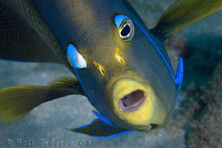 Half-circled Angelfish.  Ningaloo Reef, Western Australia... by Ross Gudgeon 